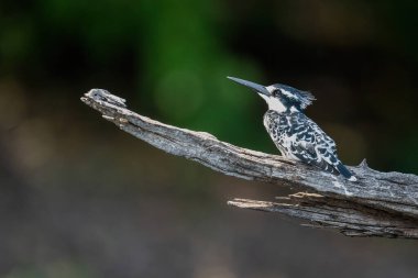 Pied Kingfisher ölü dalda yukarı bakıyor.