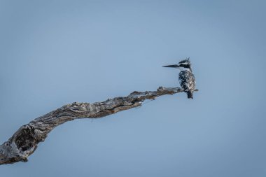 Pied Kingfisher uzun bir dalda başını çeviriyor.