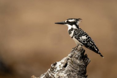 Ağaç kütüğündeki pied Kingfisher profili