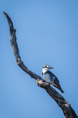 Balıkçı balıkçılığı gün ışığında kıvrılmış dalda