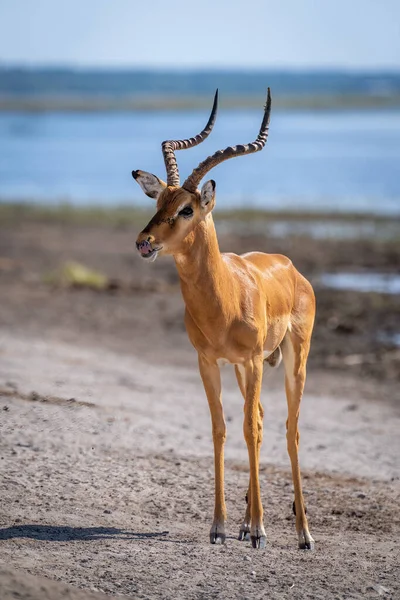 Masculino Impala Stands Margem Rio Lambendo Lábios — Fotografia de Stock