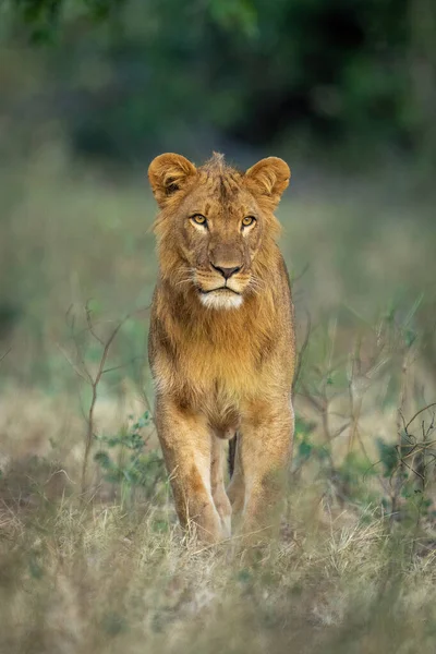 Männlicher Löwe Steht Auf Lichtung Vor Kamera — Stockfoto