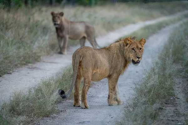 Lion Mâle Tient Sur Bonne Voie Près Autre — Photo