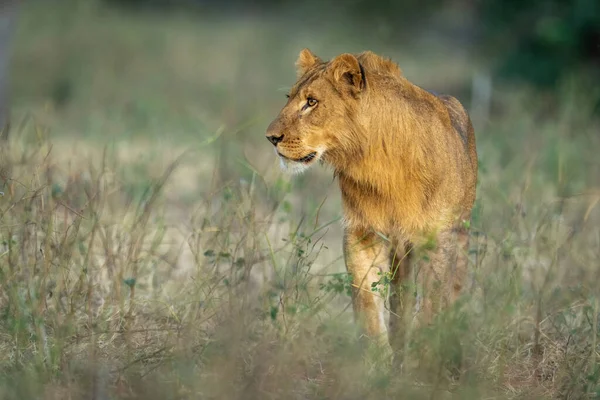 Mannelijke Leeuw Staat Draaiend Hoofd Kreupelhout — Stockfoto