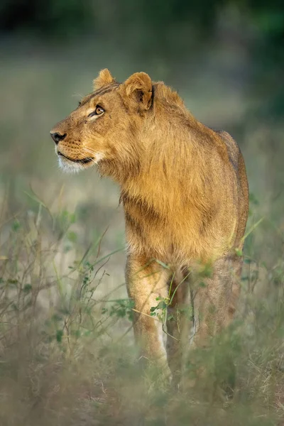 雄ライオンは上を見上げ — ストック写真