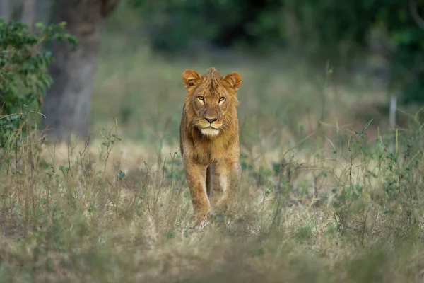 Lion Mâle Debout Dans Caméra Surveillance Compensation — Photo