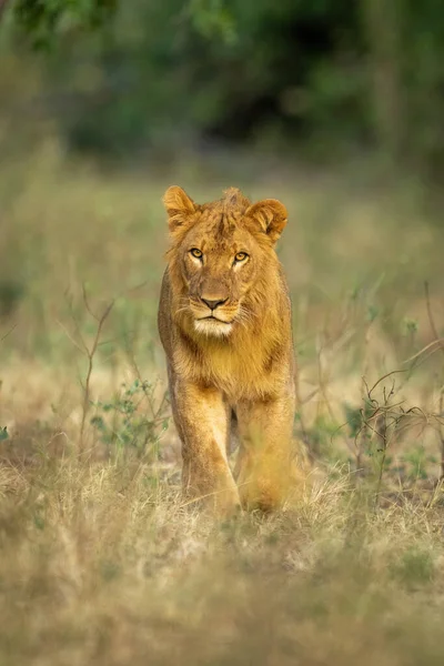 Mannelijke Leeuw Loopt Door Open Plek Naar Camera — Stockfoto