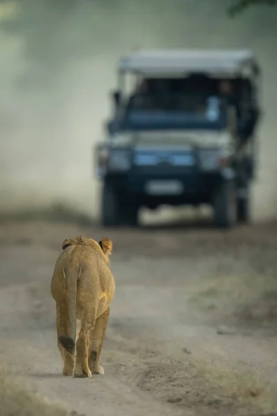 Männlicher Löwe Läuft Auf Jeep — Stockfoto