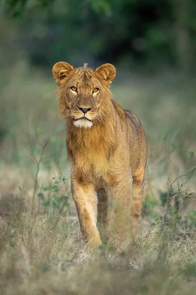 Αρσενικό Λιοντάρι Στέκεται Στο Καθάρισμα Της Κεφαλής Ανύψωσης — Φωτογραφία Αρχείου