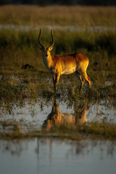 Masculino Vermelho Lechwe Stands Olhando Pântanos — Fotografia de Stock