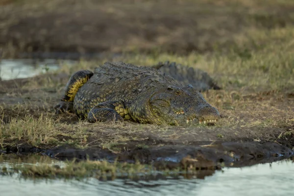 Crocodilo Nilo Margem Rio Gramado Ver Câmara — Fotografia de Stock