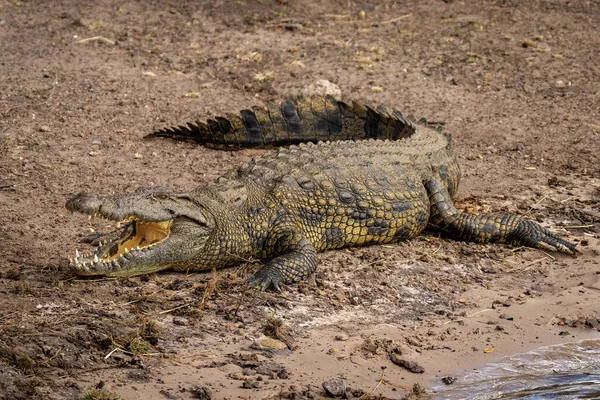 Nil Krokodýl Leží Pláži Otvírání Úst — Stock fotografie