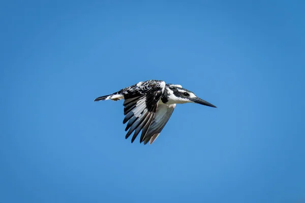 Крылатый Зимородок Машет Крыльями Голубом Небе — стоковое фото