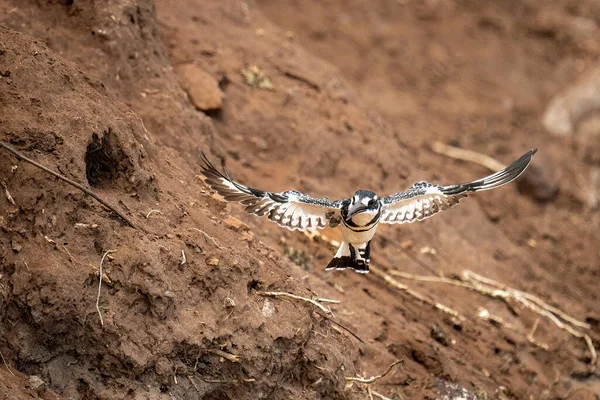 Pied Kingfisher Літає Отвору Землі — стокове фото