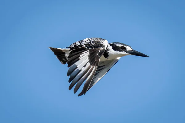 Pied Kingfisher Létá Přes Dokonalé Modré Nebe — Stock fotografie