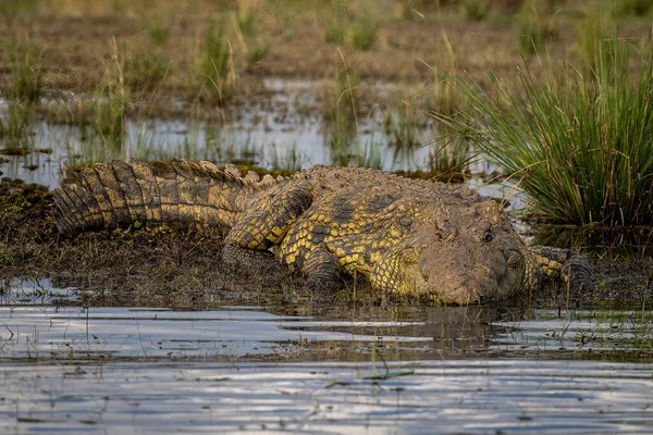 Nílusi Krokodil Füves Szigeten Nézi Kamerát — Stock Fotó