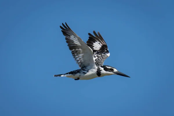 Ratteneisvogel Fliegt Klaren Blauen Himmel — Stockfoto
