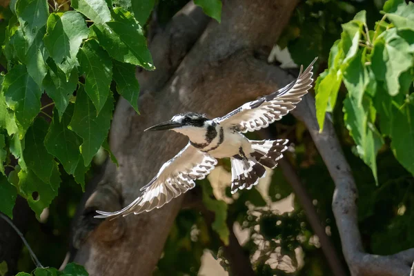Pied Kingfisher Літає Повз Дерево Розкидані Крила — стокове фото