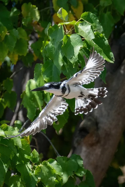 Ratteneisvogel Fliegt Bei Sonnenschein Baum Vorbei — Stockfoto
