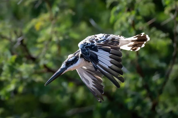 Ratteneisvogel Fliegt Bei Sonnenschein Büschen Vorbei — Stockfoto