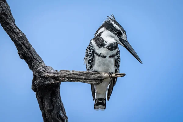 Pied Kingfisher Дивиться Вниз Мертвого Журналу — стокове фото