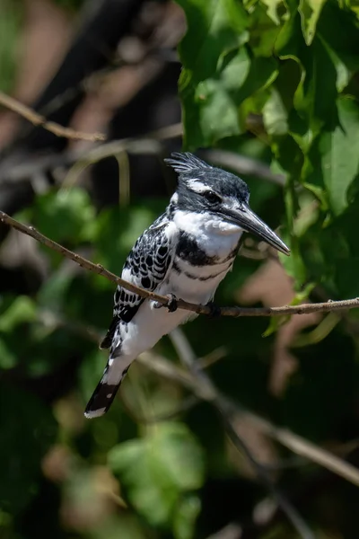 Pied Kingfisher Zakrzywionej Gałęzi Reflektorem — Zdjęcie stockowe