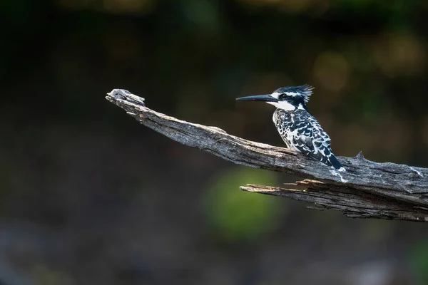 Ölü Daldaki Pied Kingfisher Kamerayı Izliyor — Stok fotoğraf