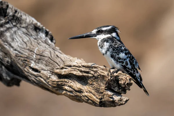 Pied Kingfisher Камеру Спостереження Мертвою Гілкою — стокове фото