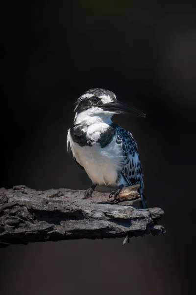 Pied Kingfisher Мертвому Гілці Підсвічуванням — стокове фото