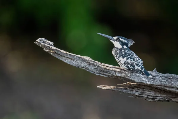 Pied Kingfisher Мертвій Гілці Дивлячись Вгору — стокове фото