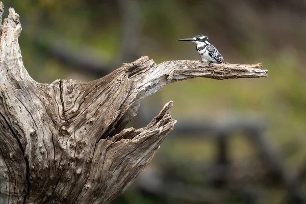 Pied Kingfisher Árbol Muerto Sol —  Fotos de Stock