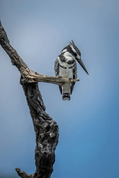 Pied Kingfisher Мертвому Журналі Дивлячись Вниз — стокове фото