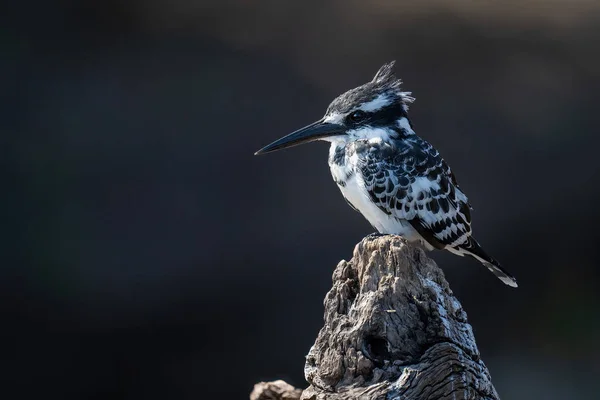 Pied Kingfisher Колоді Темним Тлом — стокове фото