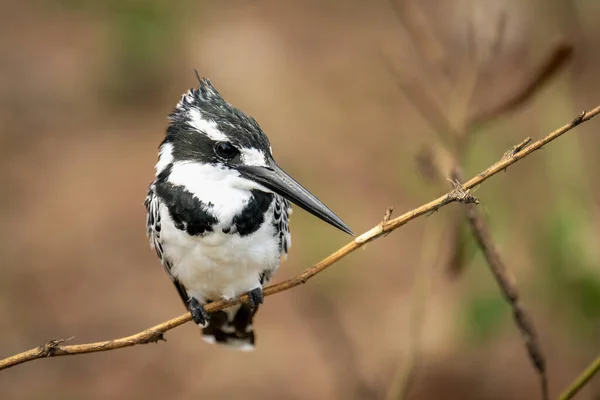 Pied Kingfisher Тонкій Гілці Камери Спостереження — стокове фото