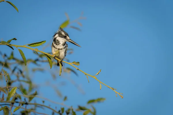 Pied Kingfisher Тонкій Гілці Дивлячись Вниз — стокове фото