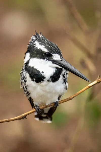 Pied Kingfisher Λεπτό Κλαδί Βλέποντας Κάμερα — Φωτογραφία Αρχείου
