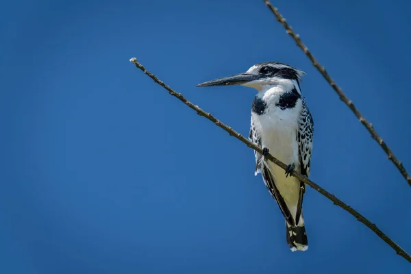 Pied Kingfisher Тонкій Гілці Підсвічуванням — стокове фото