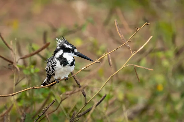 Pied Kingfisher Тонкій Гілці Зверненій Праворуч — стокове фото