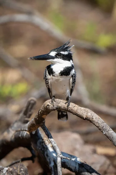 Pied Kingfisher Викрученому Журналі Підсвічуванням — стокове фото