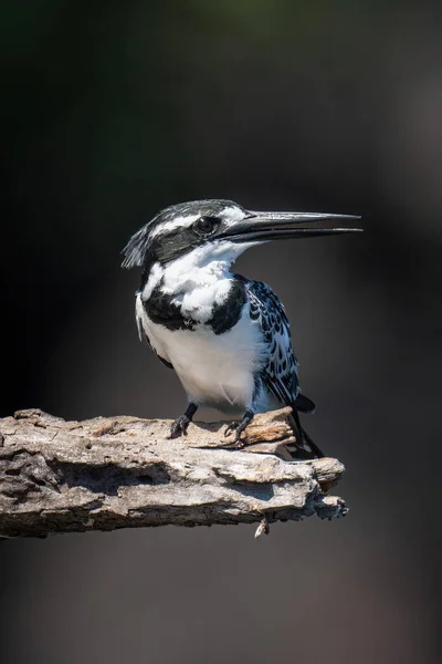 Pied Kingfisher Відкриває Дзьоб Мертвій Гілці — стокове фото