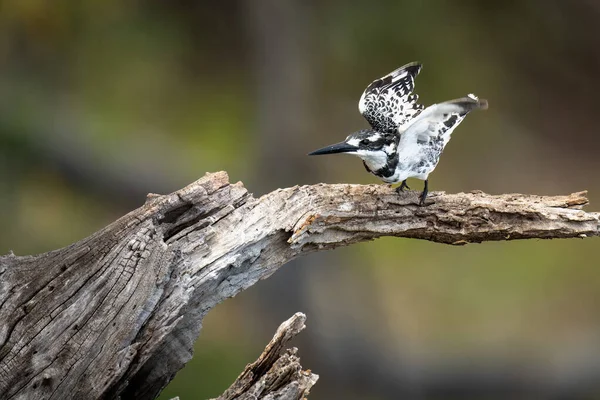 Pied Kingfisher Знімається Дерева Пень — стокове фото