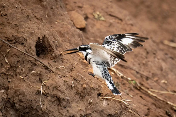 Pied Kingfisher Стоїть Дірою Крила — стокове фото