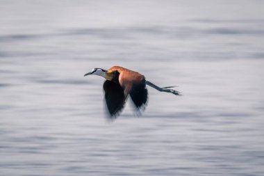 Nehrin üzerinde yavaşça Afrika jacana 'sı