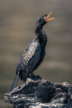 Ölü dalların gagalarında karabatak var.