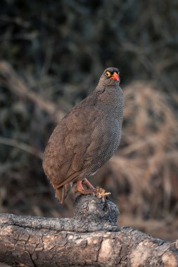 Kameraya dönen kırmızı gagalı kuş.
