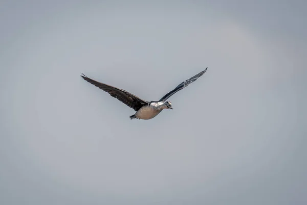 Spur Winged Goose Flies Raising Wings Sunshine — Stock Photo, Image