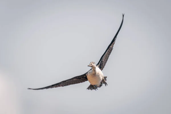 Kanatlı Kaz Açık Mavi Gökyüzünde Uçar — Stok fotoğraf