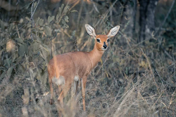 Steenbok Está Undergrowth Virando Para Câmera — Fotografia de Stock
