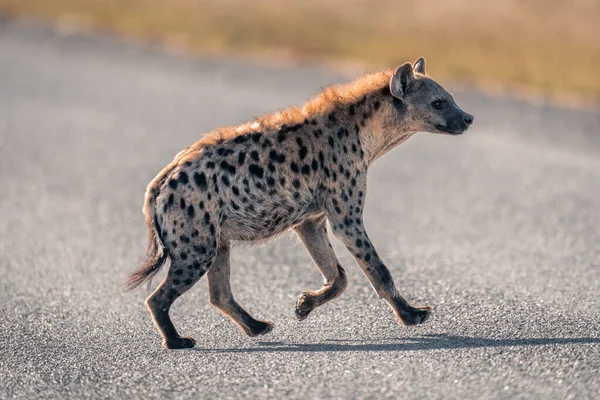 Spotted hyena runs across road in sunshine