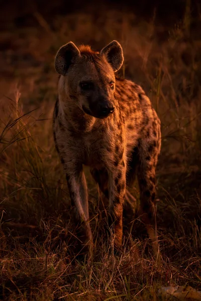 Gespot Hyena Staat Het Gras Draaiende Kop — Stockfoto